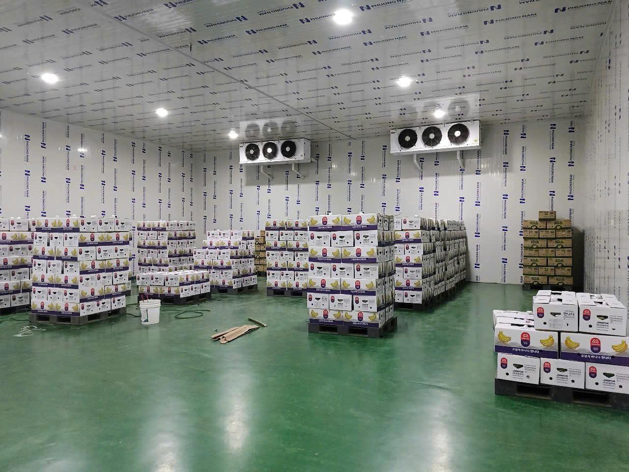 Kho lạnh bảo quản chuối trước xuất khẩu