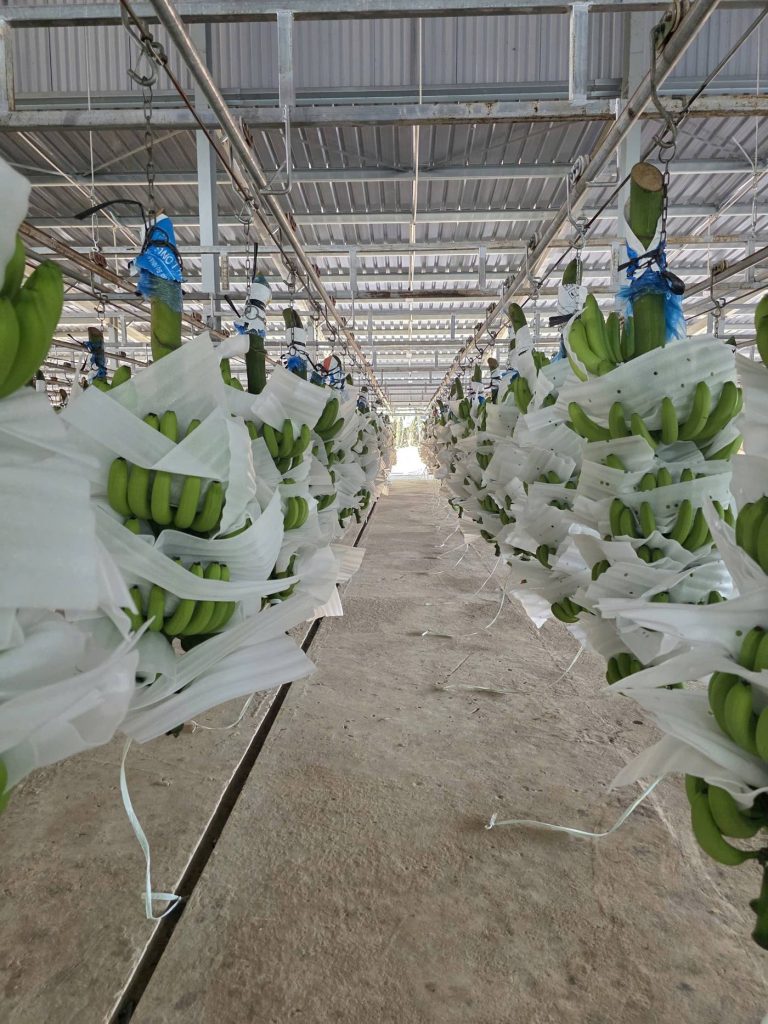 Mộc Đỉnh Dương